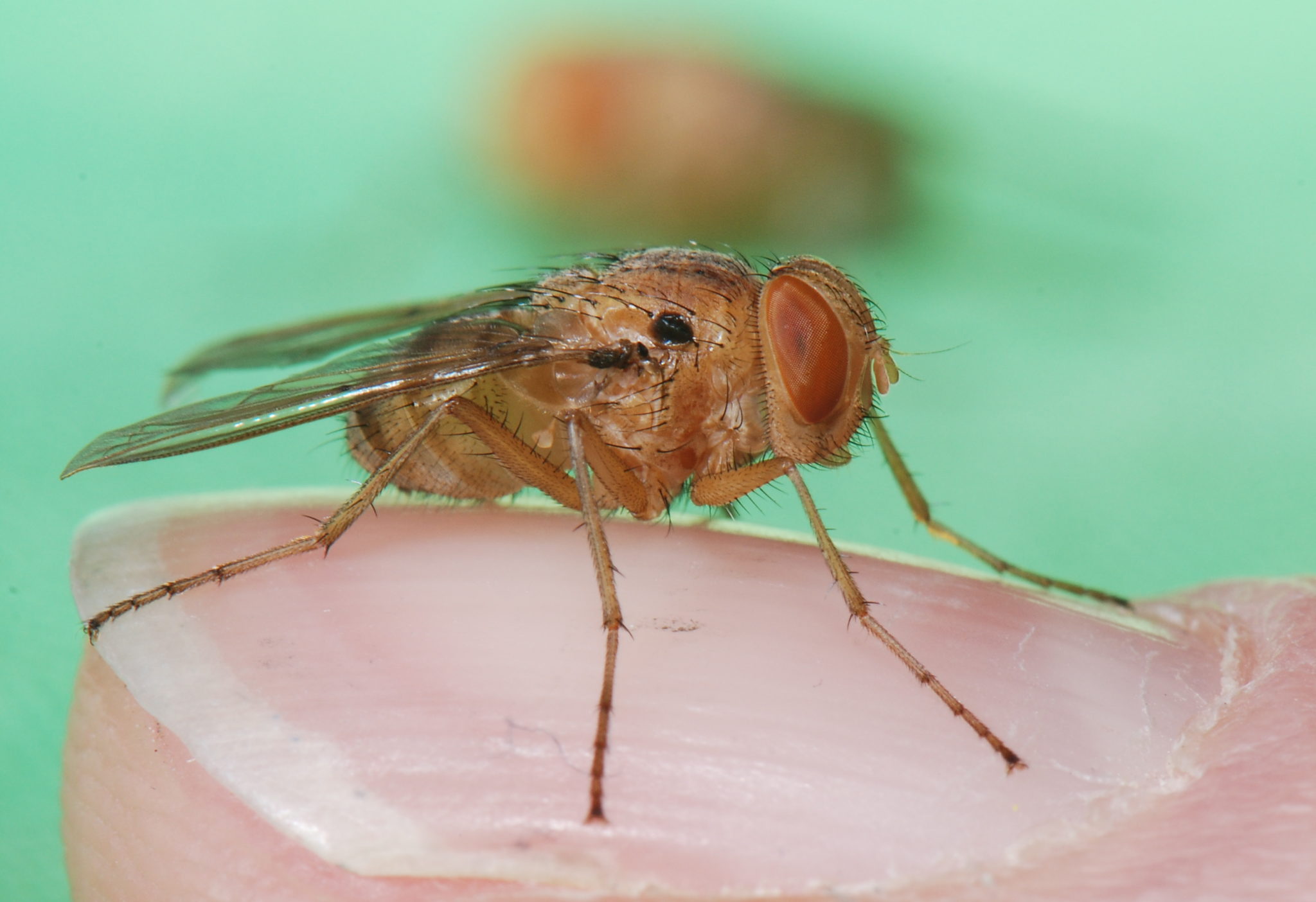 A lowly fly may offer hope to hearing loss sufferers