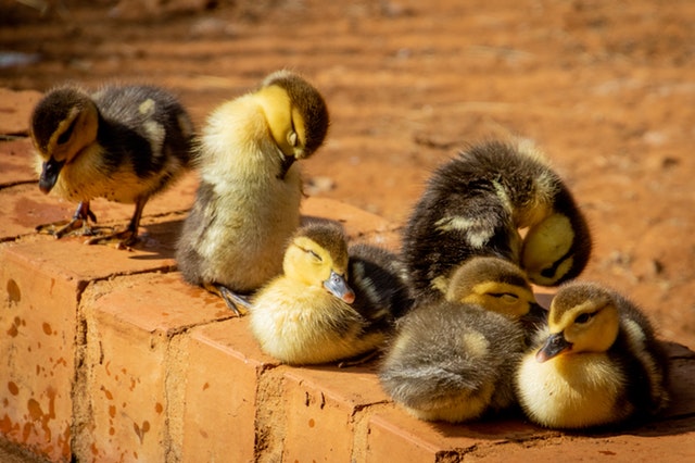 What do ducks hear, and why we should care