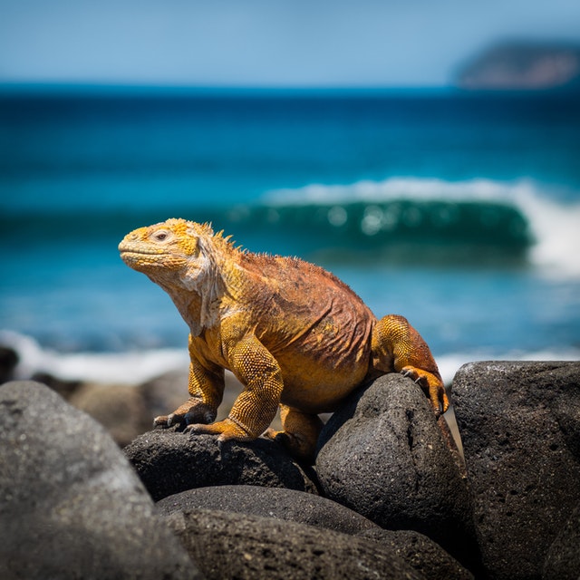 Fireworks banned on the Galapagos to protect wildlife