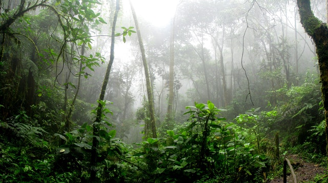 Preserving the rainforest’s soundtrack