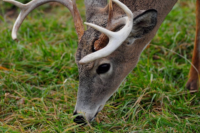 Deer change nature’s soundscape, just like humans do