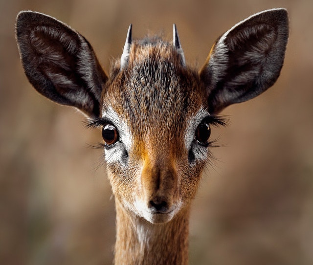 Noise pollution impacts many species