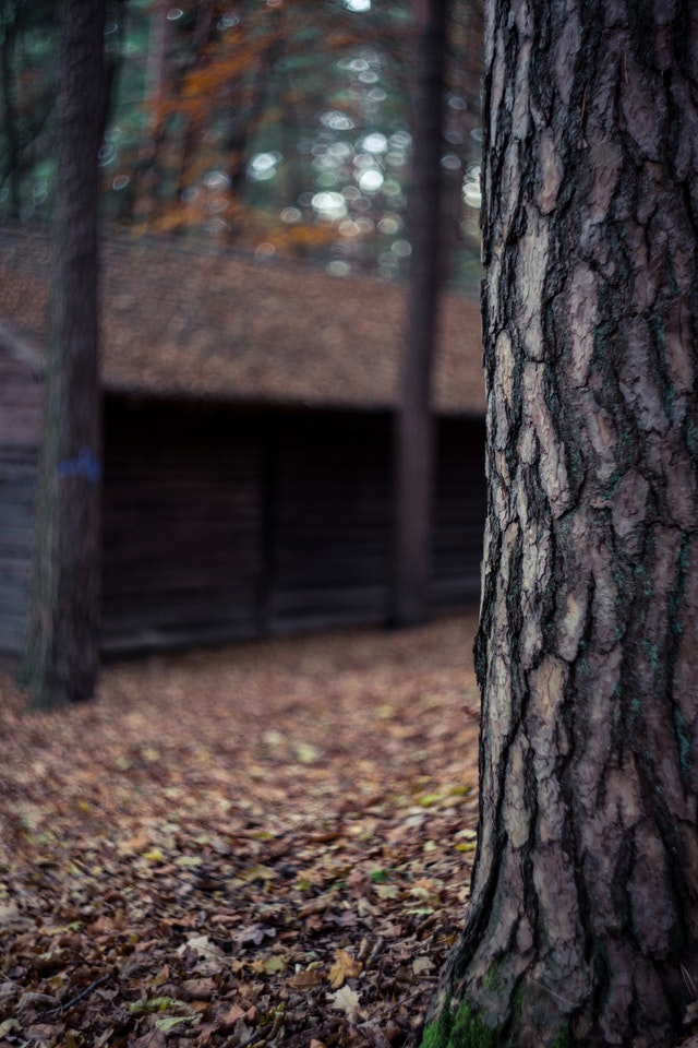 UK research shows trees help quiet your neighborhood