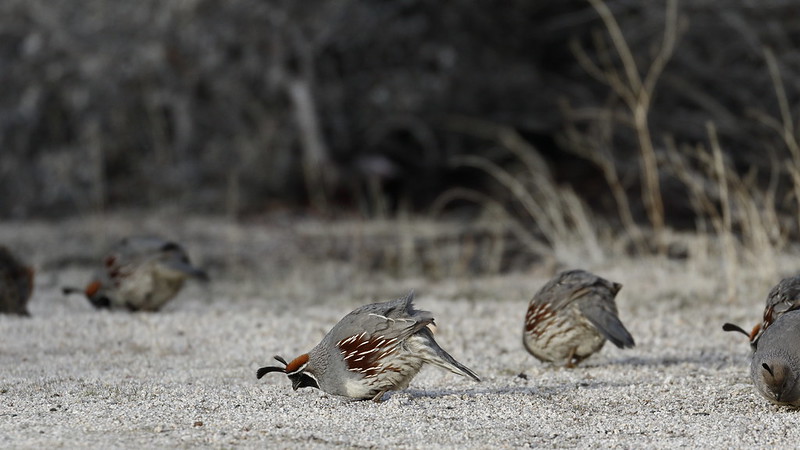 Human noise impacts desert animals, too