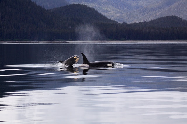 Quiet Salish Sea lets scientists study endangered killer whales