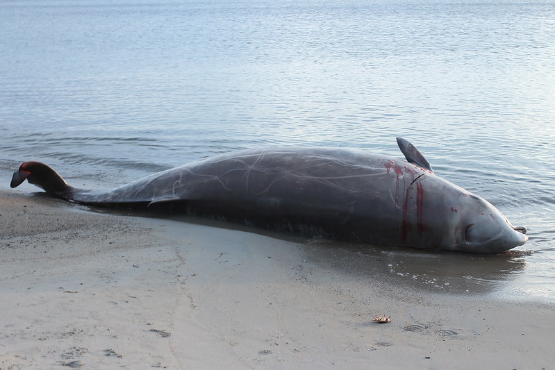 U.S. military’s sonar linked to whale beachings in Pacific