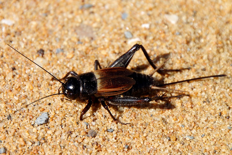 Traffic noise makes female crickets less picky when choosing a mate