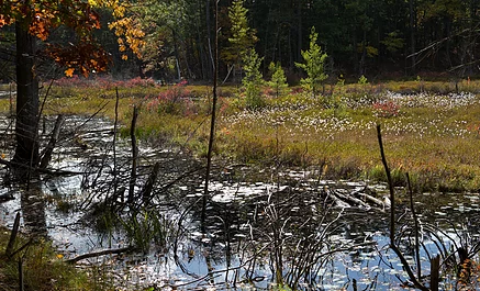 Lincoln, MA: Making Thoreau Proud Again