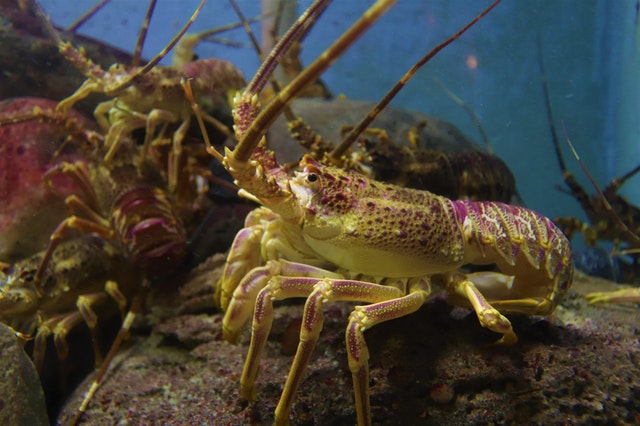 Marine noise may harm lobsters