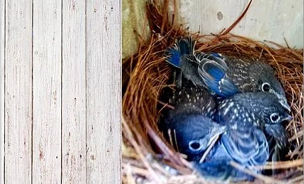 Bluebird in the Coal Mine?