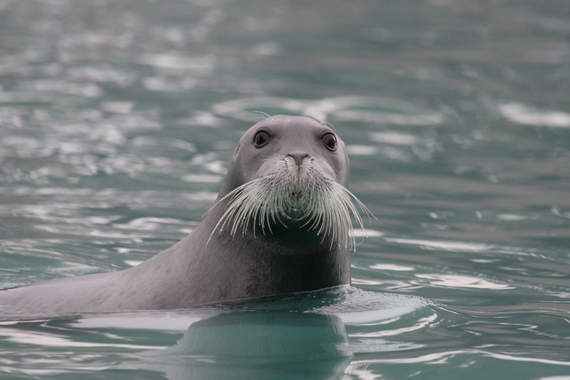 Bearded seal mating calls drowned out by industrial noise