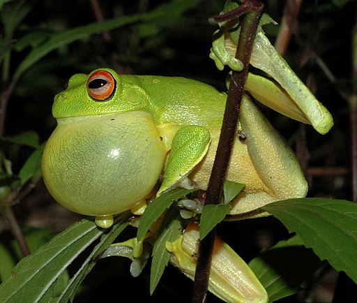 Frog noise-canceling headphones