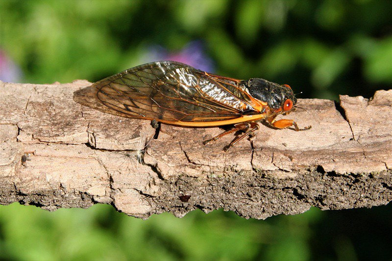 Just how loud will the cicadas be?