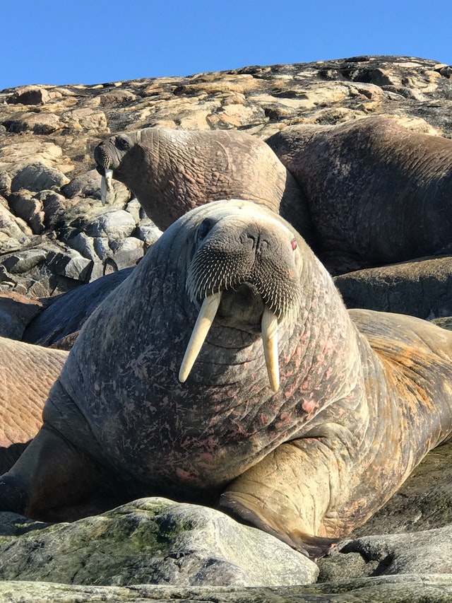Walruses can make lots of noise