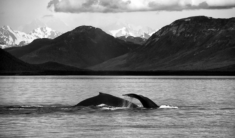 Why whales in Alaska are happy
