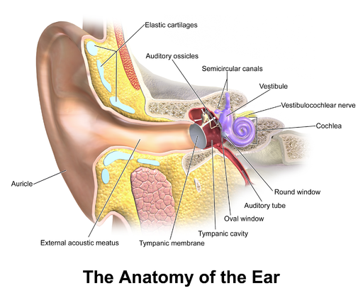Loud noise causes fluid buildup in the inner ear