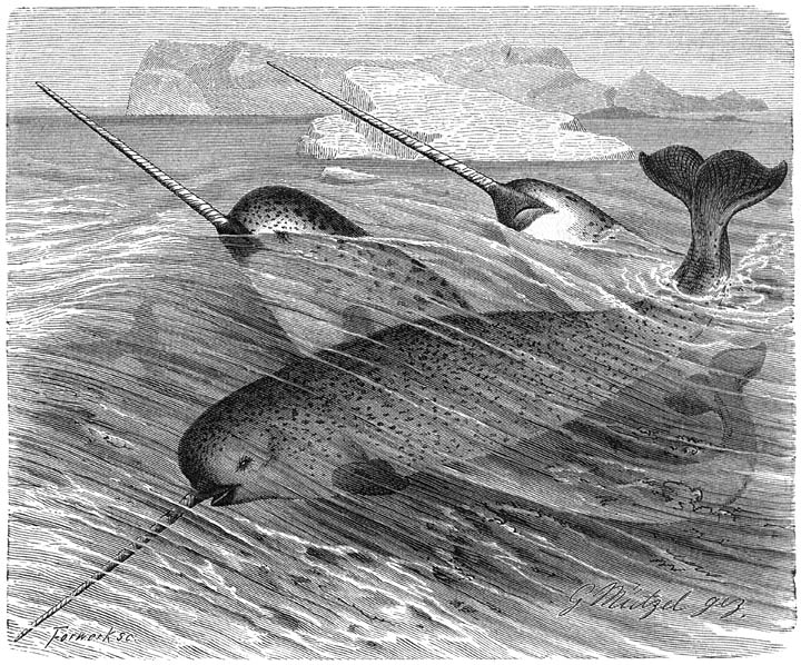 Noise bothers narwhals in the Arctic