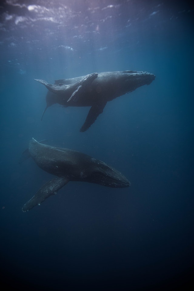 Why are cetaceans stranding themselves on China’s coasts?