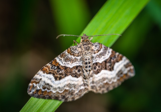 Researchers look to moth wings for sound protection