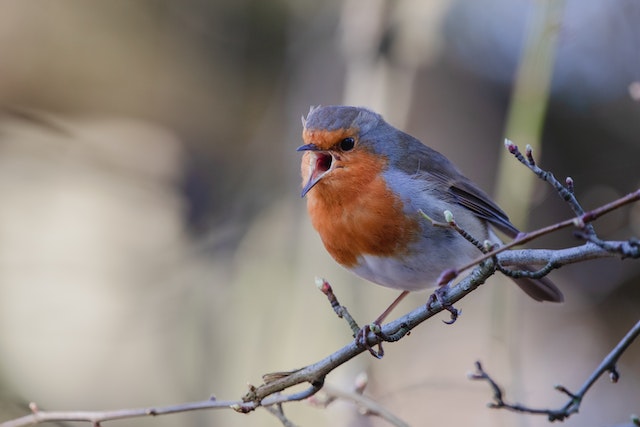Hearing birds makes us feel better