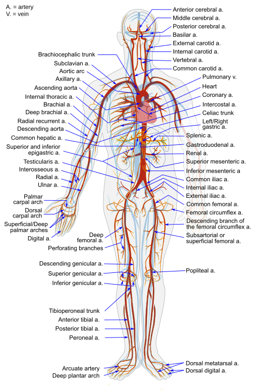 Hardening of the arteries associated with hearing loss