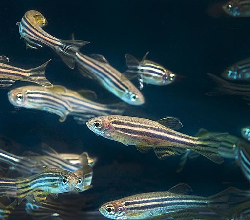 Zebrafish may help unlock the genetics of human deafness