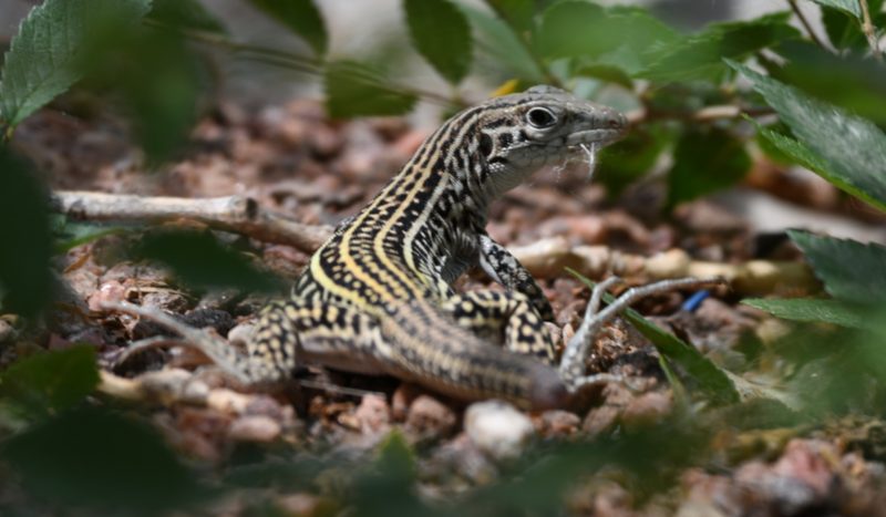 U.S. Army jets are stressing out lizards