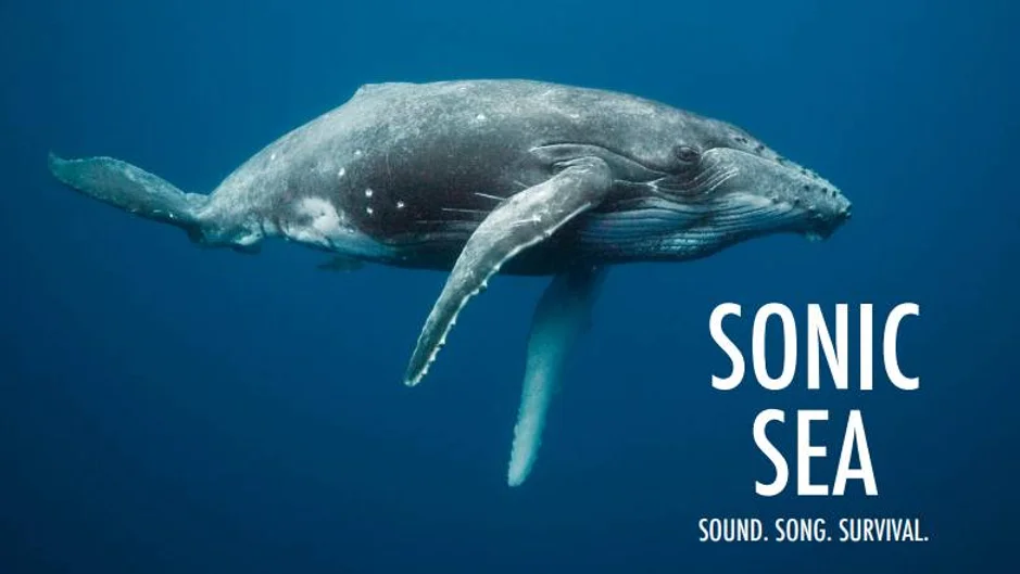 “Sonic Sea” screening