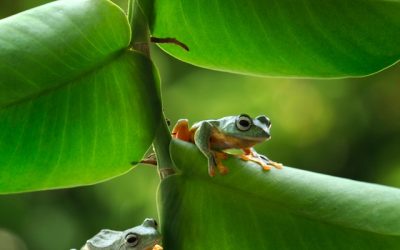 Do Malaysian frogs make the most beautiful sound in the world?
