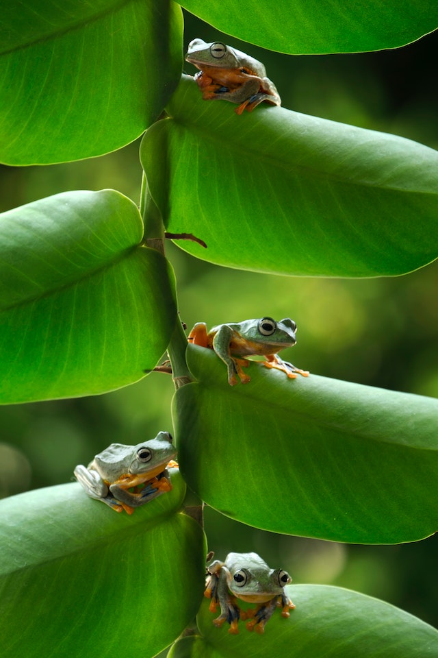 tree frogs