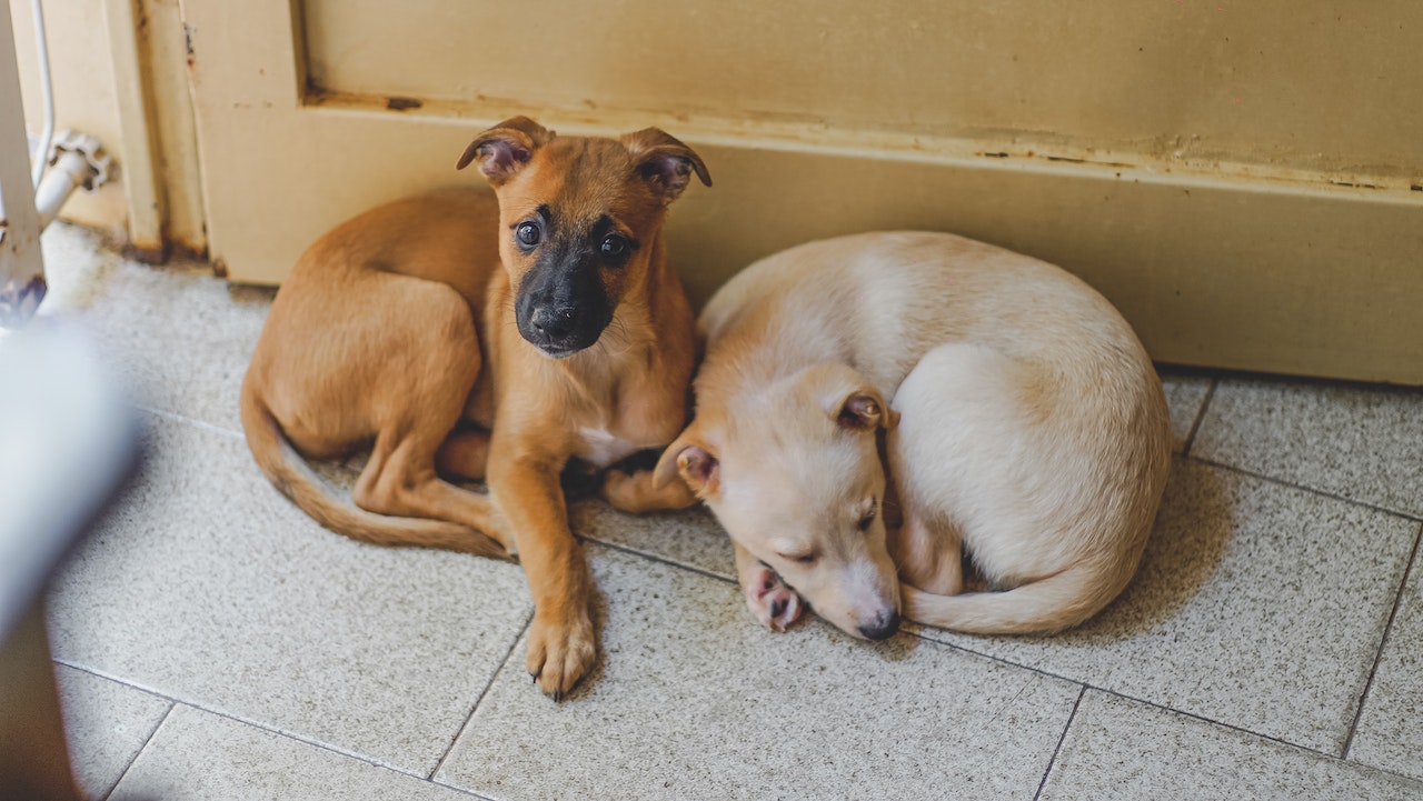 dogs