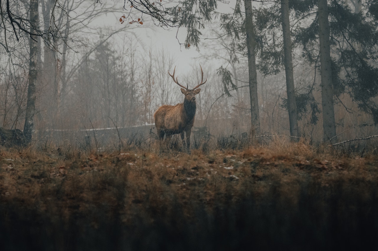 woods
