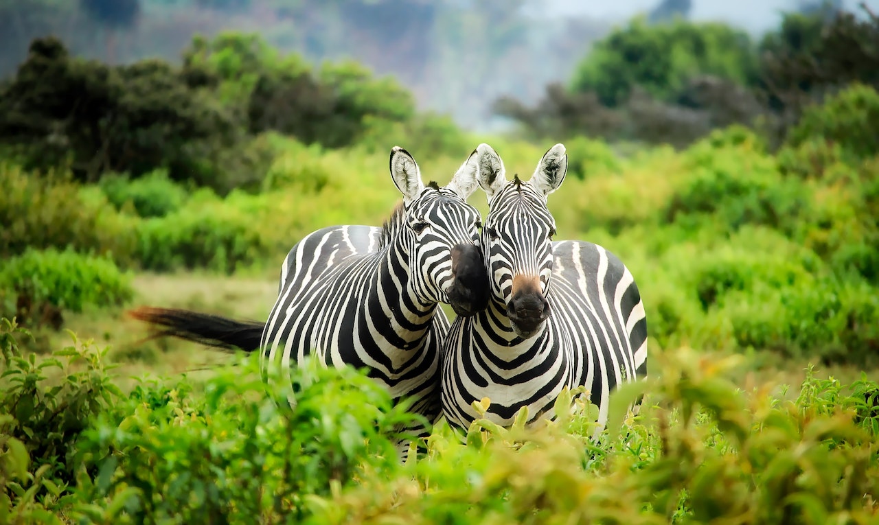 Perceiving the world as animals do