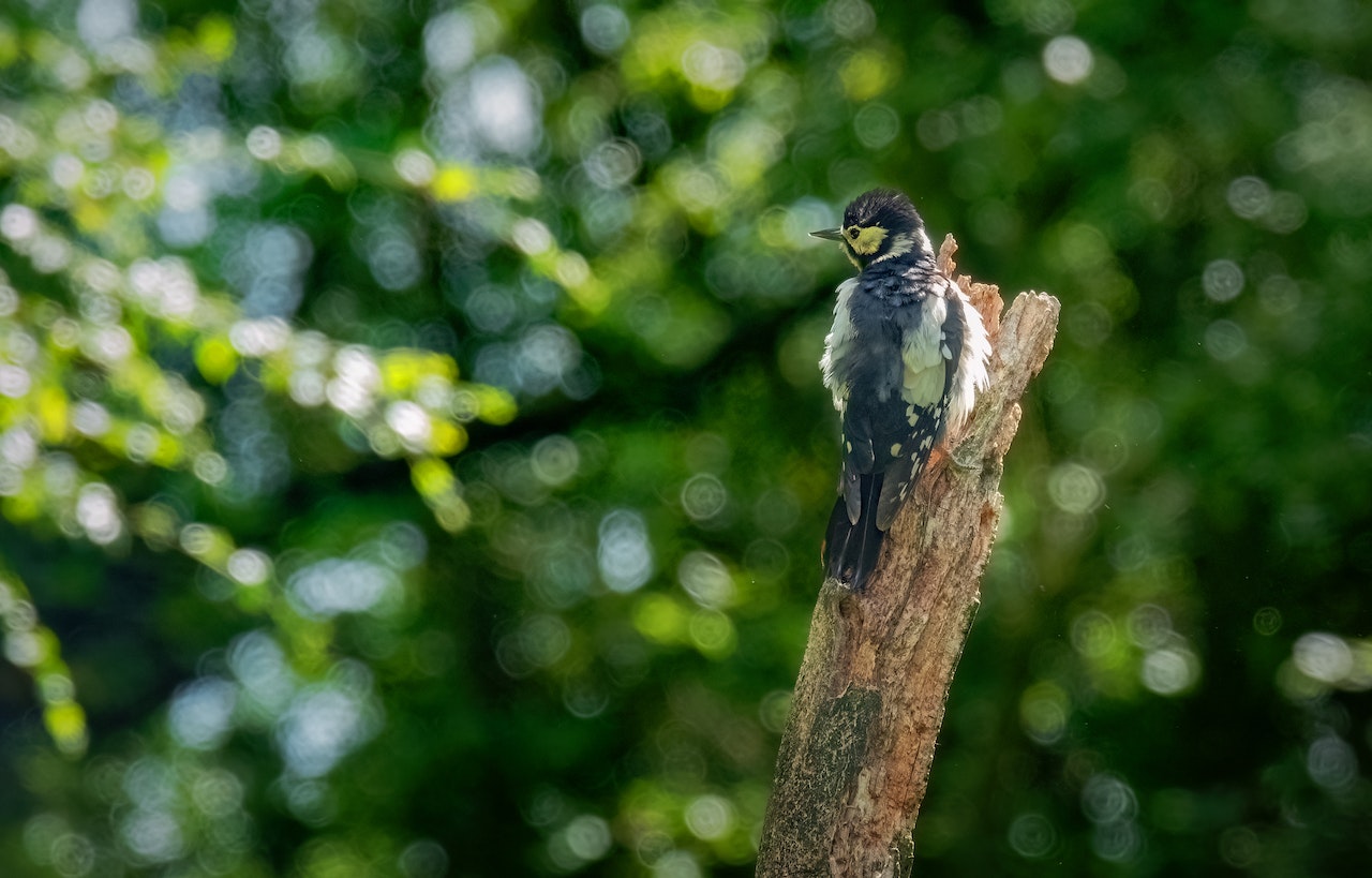 Blind birders use soundscapes to “see,” but noise pollution is making it harder