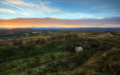 ‘Silence is golden,’ says Irish citizen