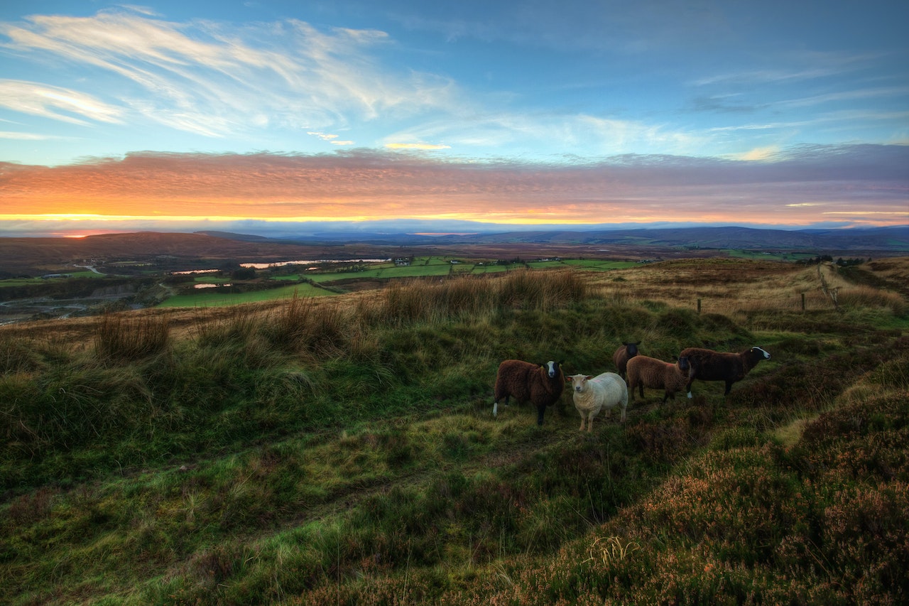 ‘Silence is golden,’ says Irish citizen