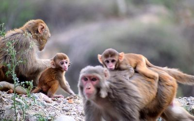 Human noise affects monkeys’ communication