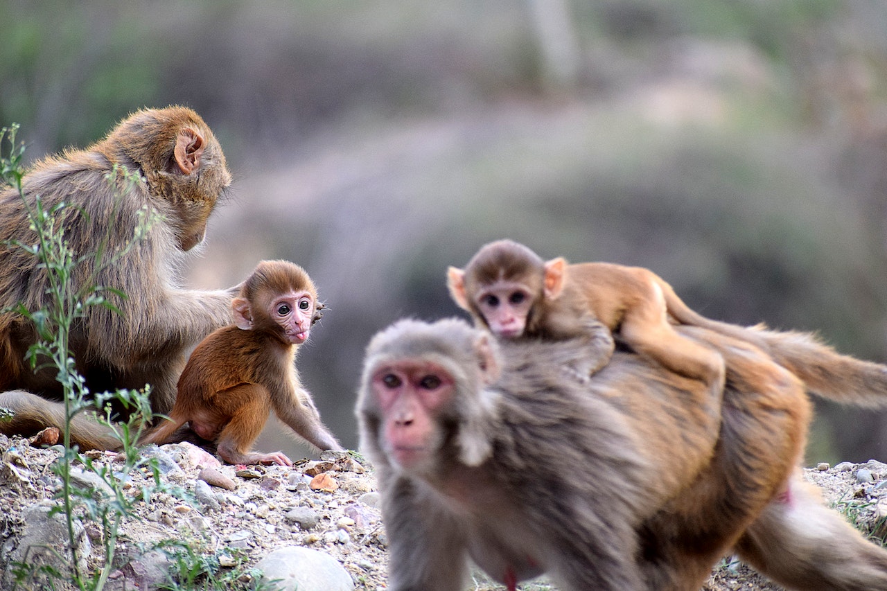 Human noise affects monkeys’ communication
