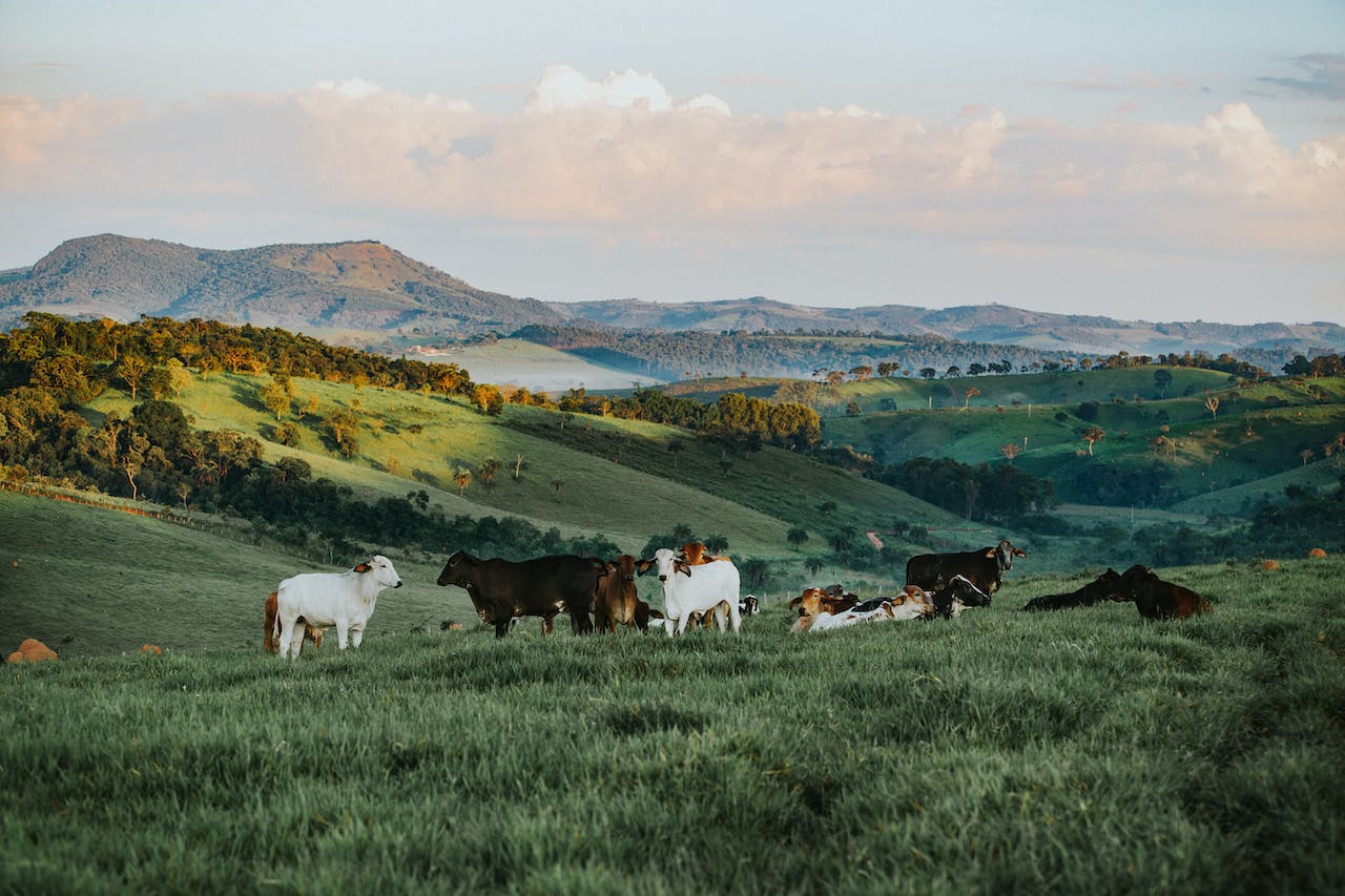 cow bells