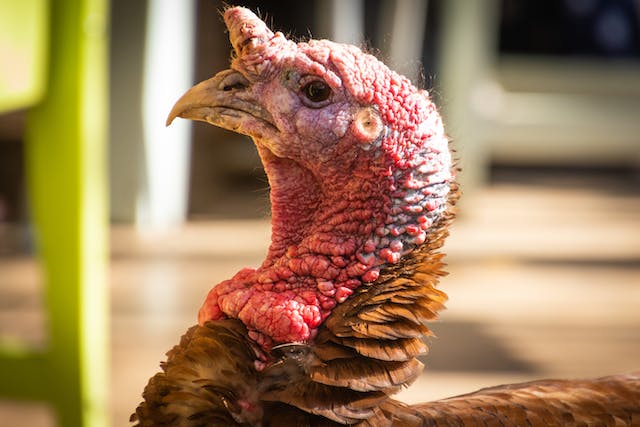 Have a peaceful Thanksgiving