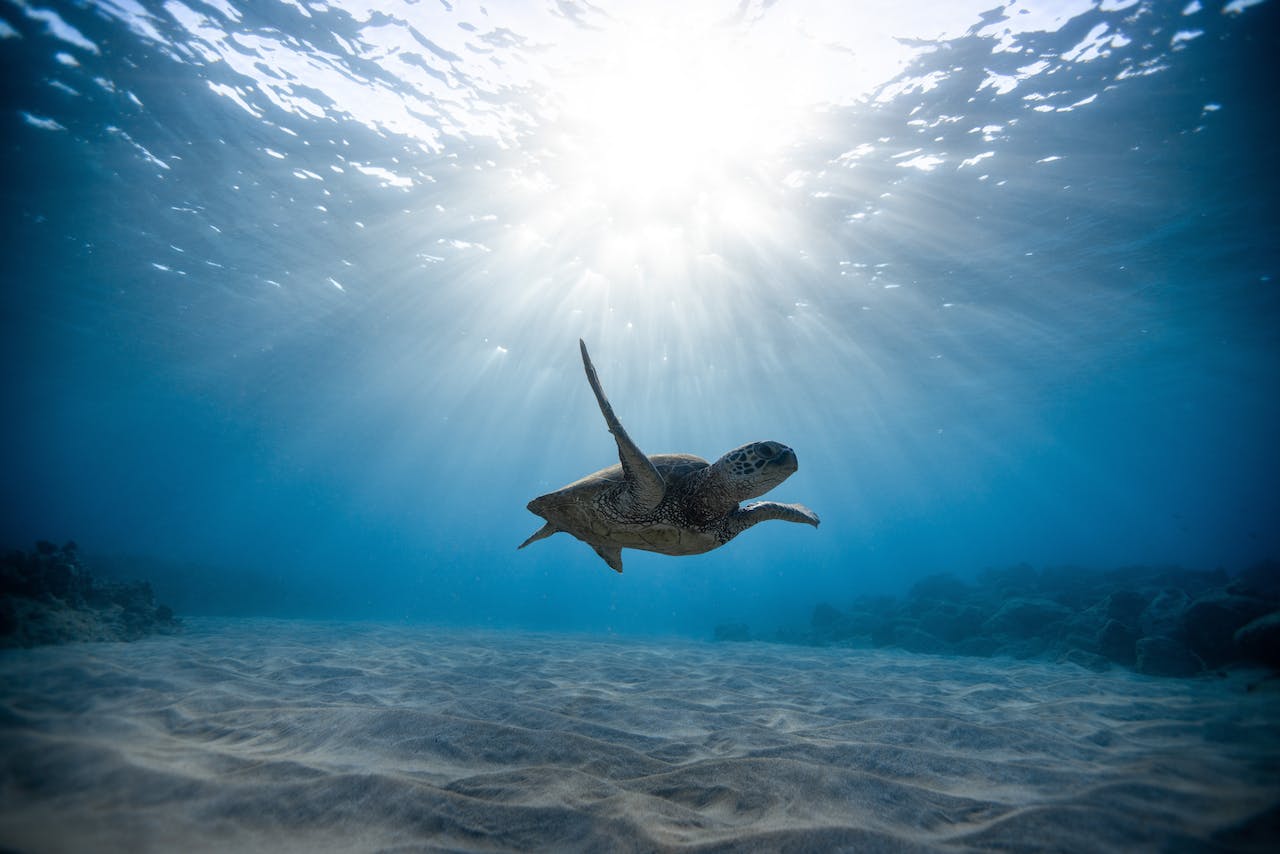 Research shows that oceans will be five times louder in 2100