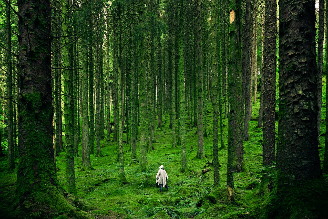 The rich tapestry of earthly sounds