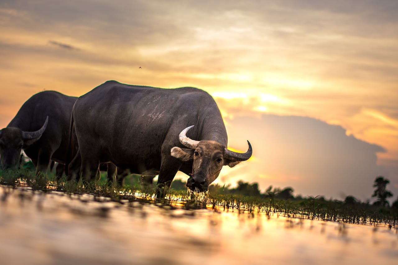 Humans are impacting migrating animal species