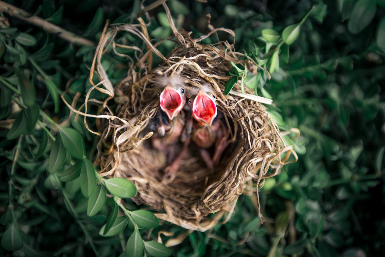 Traffic impacts growth of baby birds