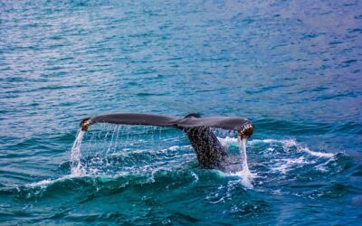 Growing ocean noise is impacting whales