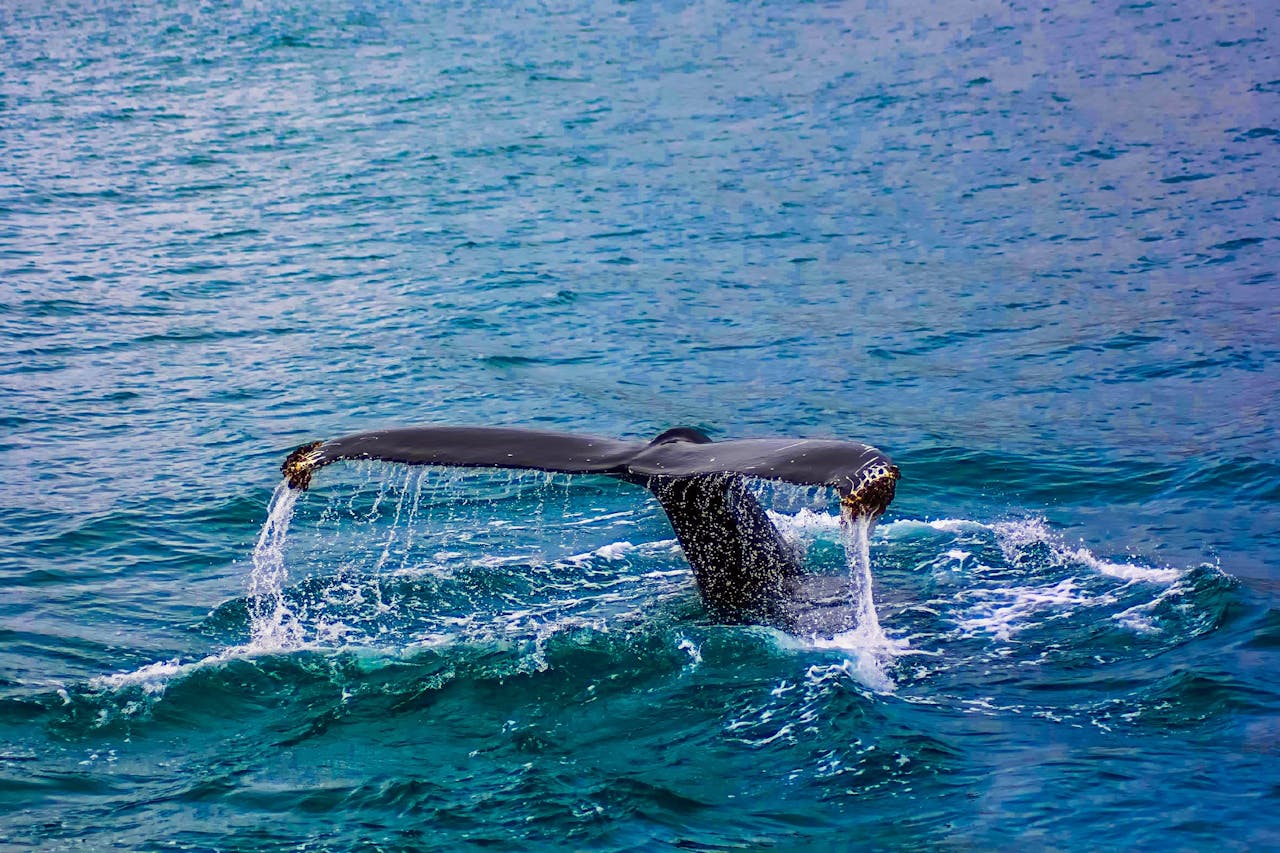 Growing ocean noise is impacting whales