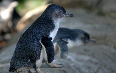 Insight into penguins’ sensitivity to noise