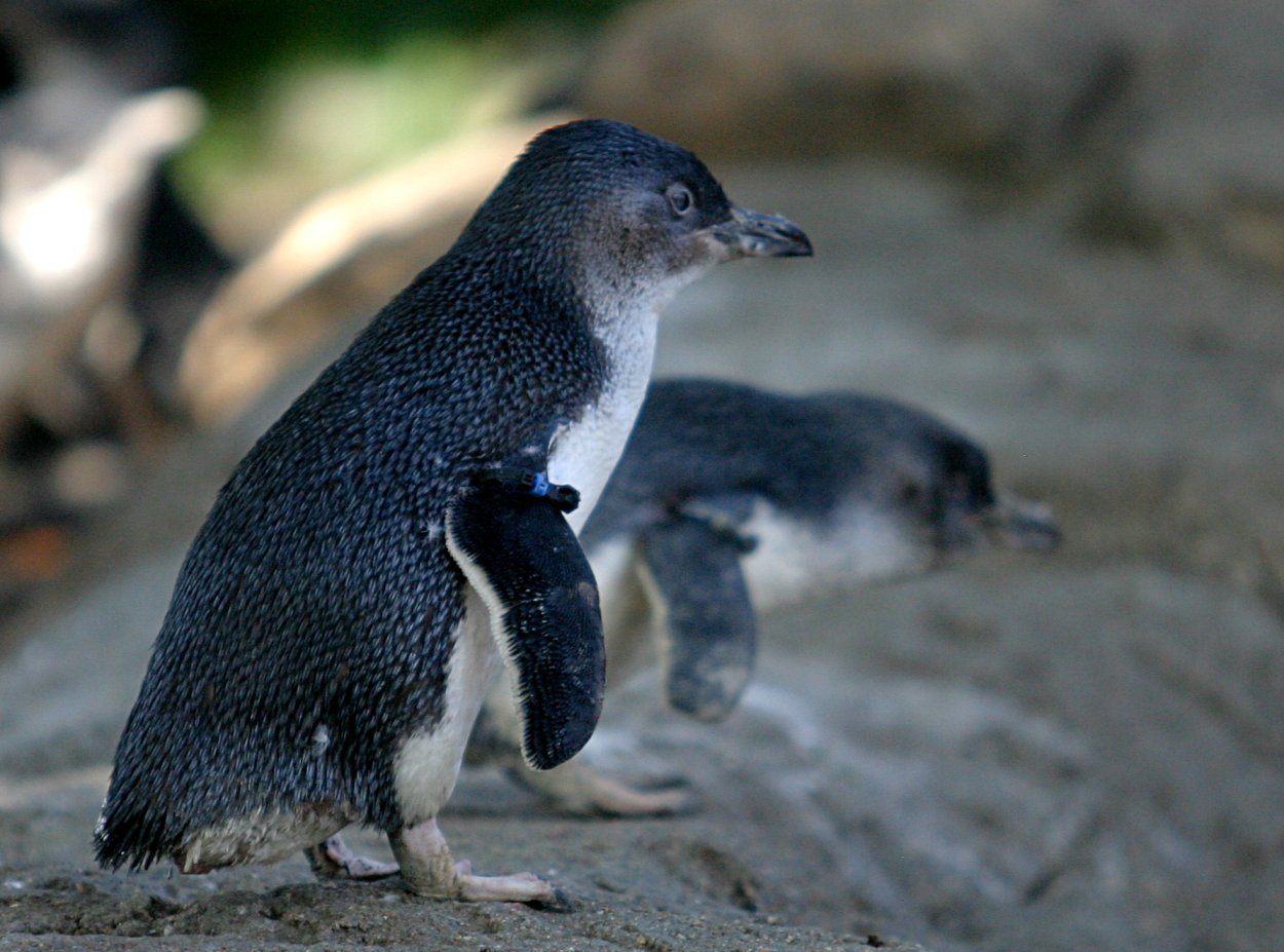 Insight into penguins’ sensitivity to noise