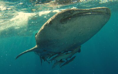 Voluntary ship slowdown protects killer whales