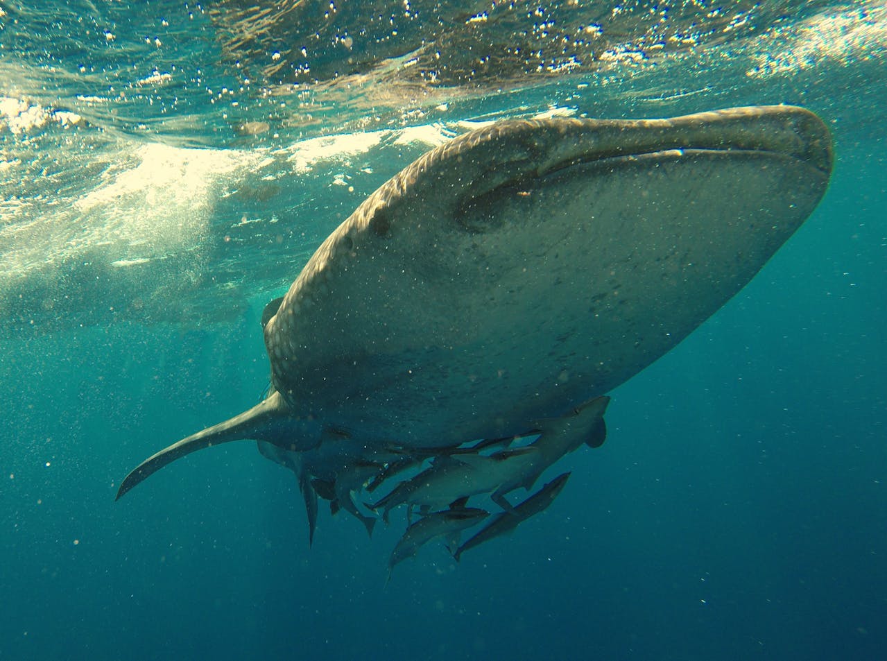 Voluntary ship slowdown protects killer whales